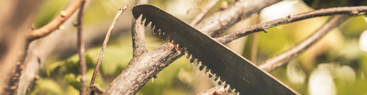 What Tools Do You Need To Prune Trees? - SeeSii