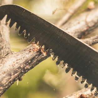 What Tools Do You Need To Prune Trees? - SeeSii